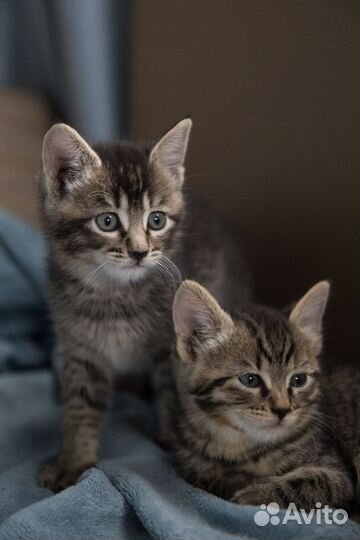 Котята в добрые руки бесплатно