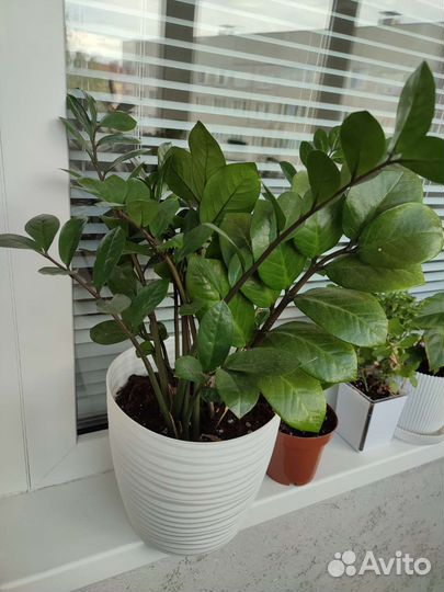 Замиокулькас