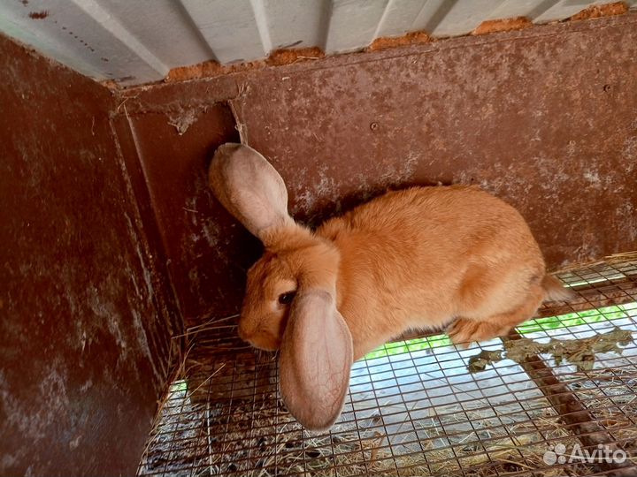 Французский баран