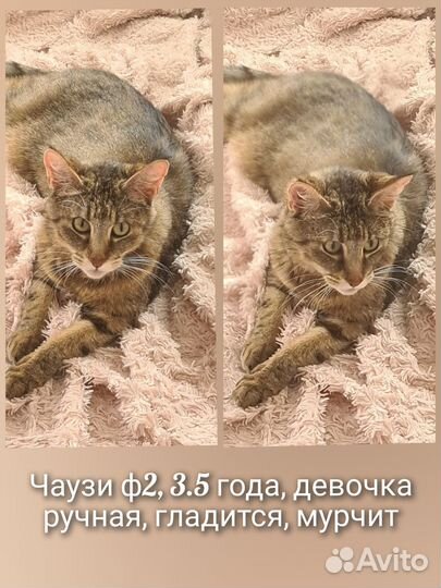 Чаузи ф2