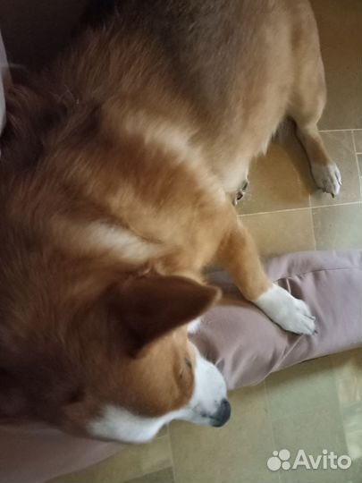 Передержка домашних животных