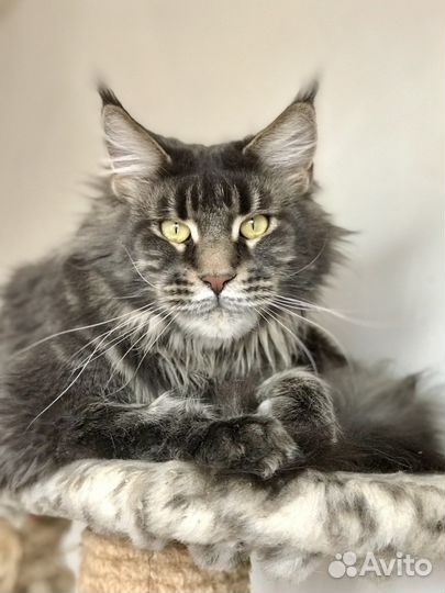 Кошка мейн кун