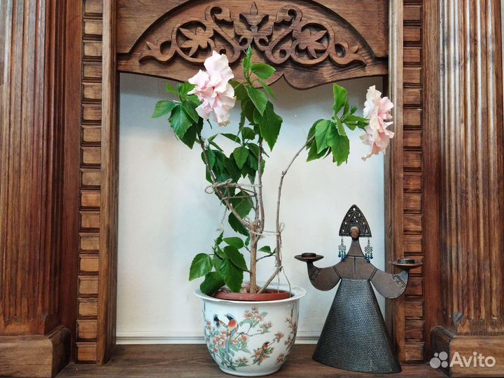 Кактус.Фикус.Хатиора