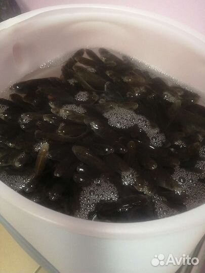 Живец карась