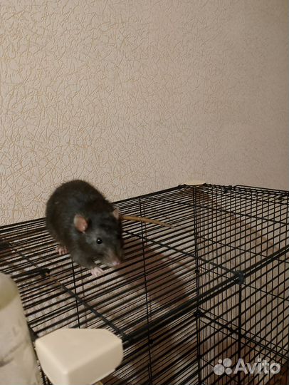 Лёлик и Болик(с клеткой)