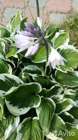 Хоста гибридная Сага