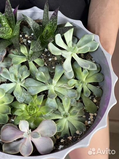 Суккуленты в кашпо