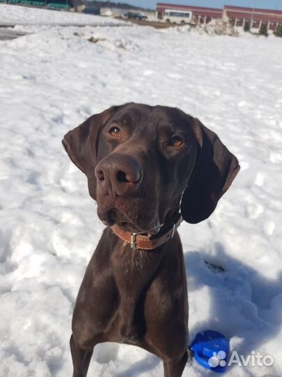 Кинолог зоопсихолог