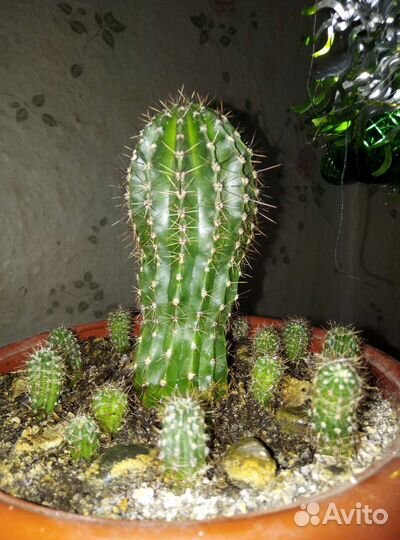 Кактус, алоэ