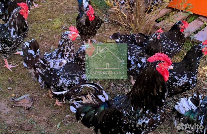 Инкубационное яйцо породистых кур