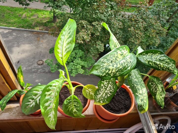 Диффенбахия