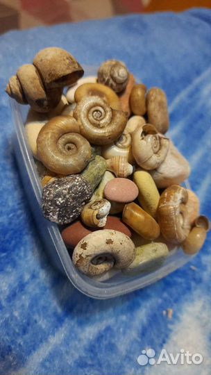Камни в аквариум и ракушки