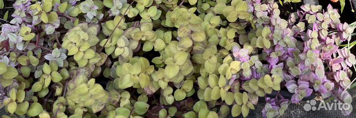 Традесканция, каллизия