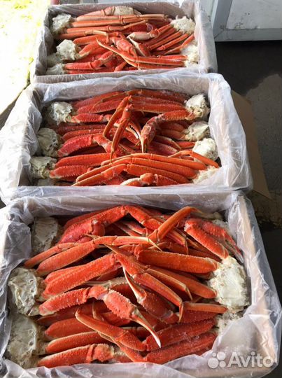 Краб Стригун средний (коробка 4 кг)