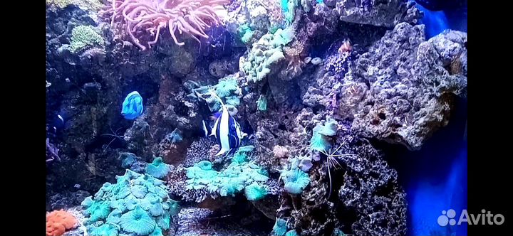 Морской аквариум