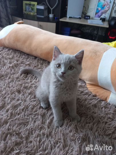 Шотландский котёнок