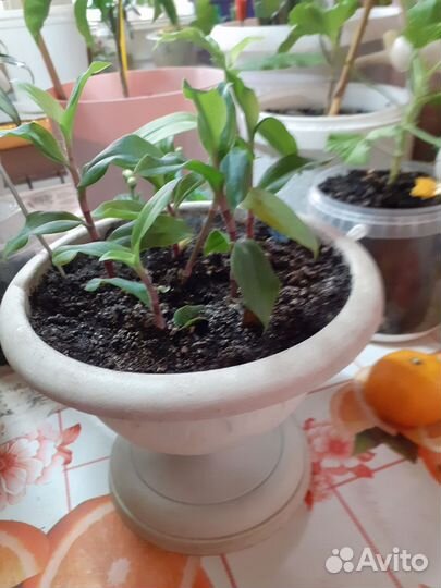 Традесканция