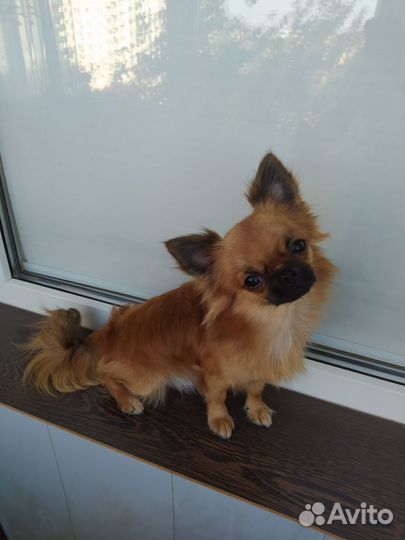 Вязка чихуахуа