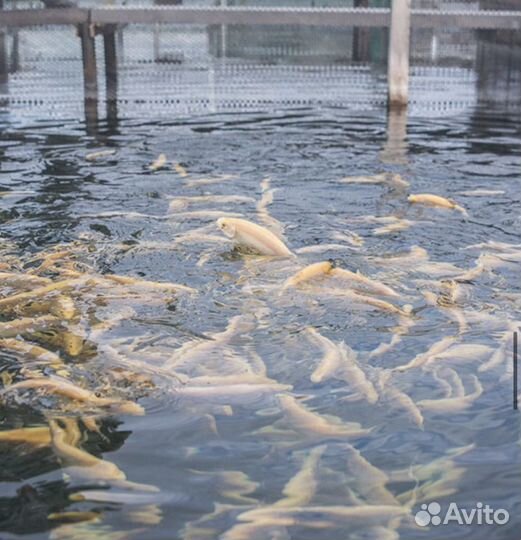 Форель живая