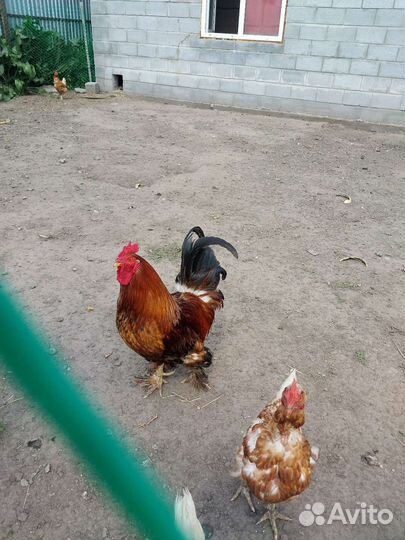Куры и петухи брама