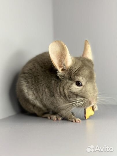 Шиншилла мальчик