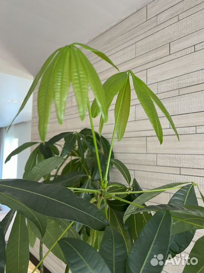 Комнатный неприхотливый цветок Пахира 250 см