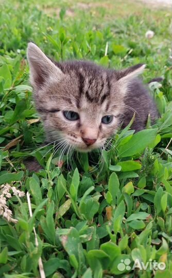 Котята в добрые руки бесплатно