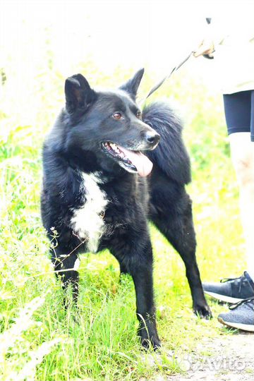 Собака в добрые руки отдам бесплатно