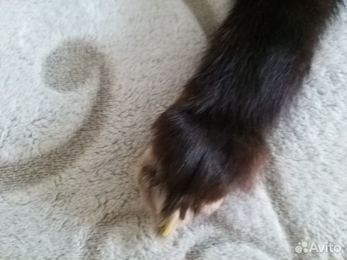 Горжетка из чернобурки винтаж СССР