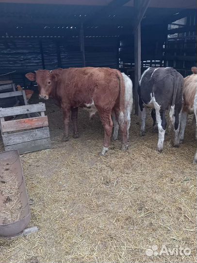 Бычки и телята