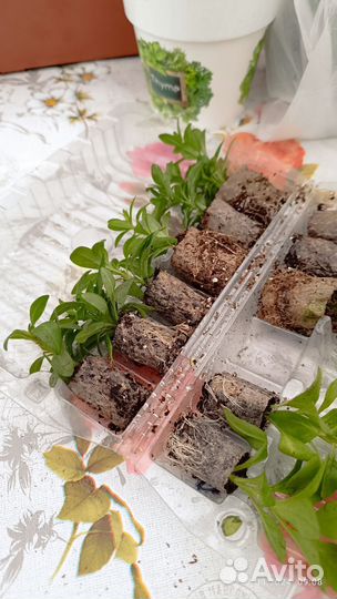 Черенки вегетативной петунии