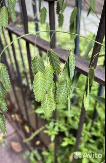 Плоскоколосник