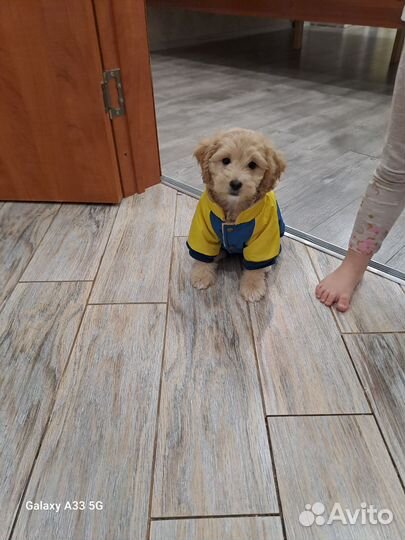 Комбинезон для собаки,размер М