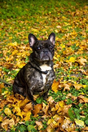 Услуги кинолога