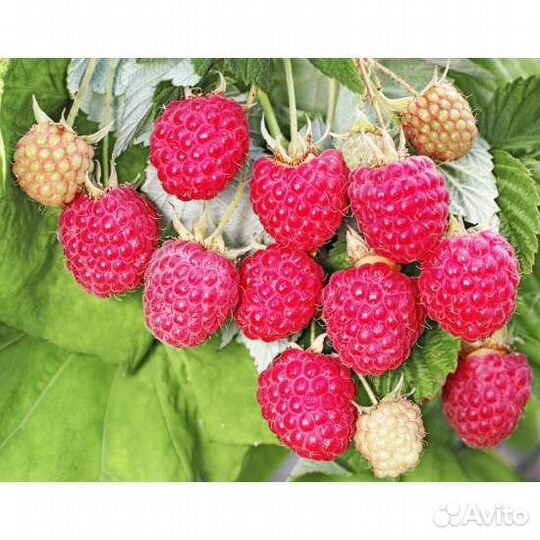 Саженцы малины