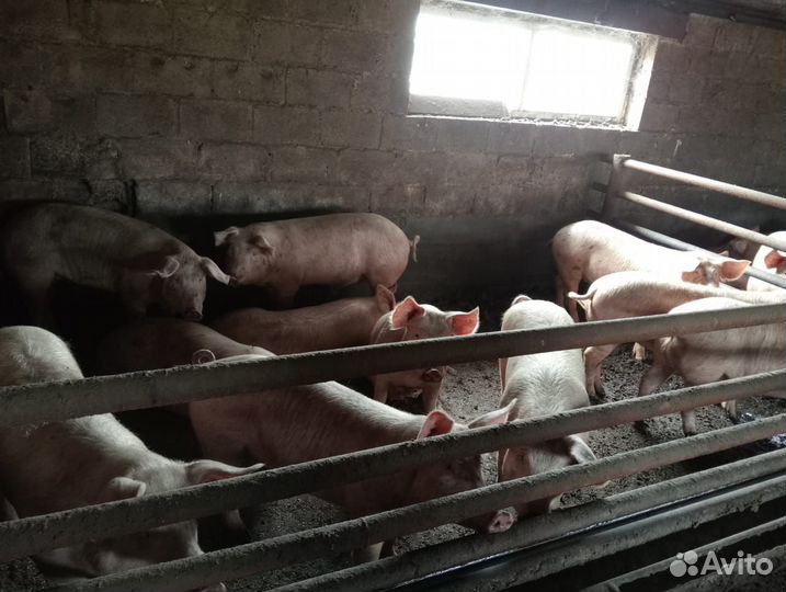 Продам поросят