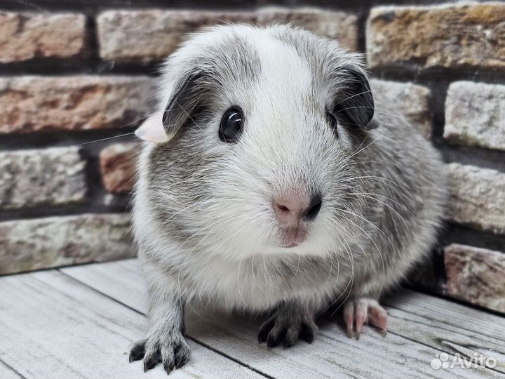 Морские свинки