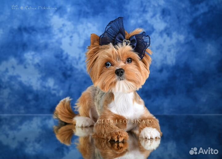 Йоркширский терьер