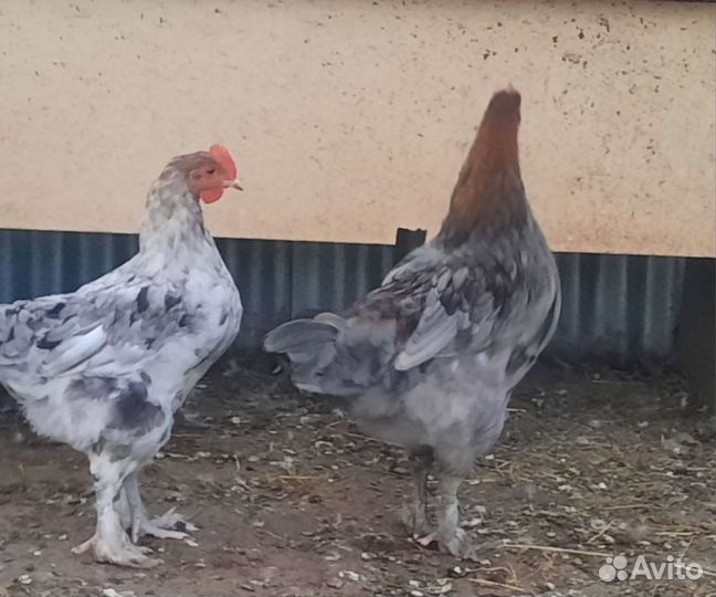 Молодые петухи