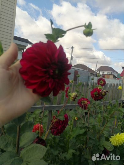 Георгины клубни