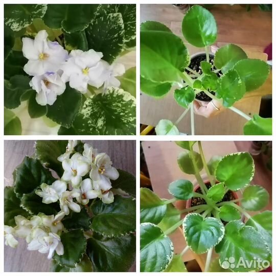 Фиалки сортовые