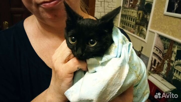 Котёнок в добрые руки