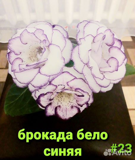 Глоксиния клубни