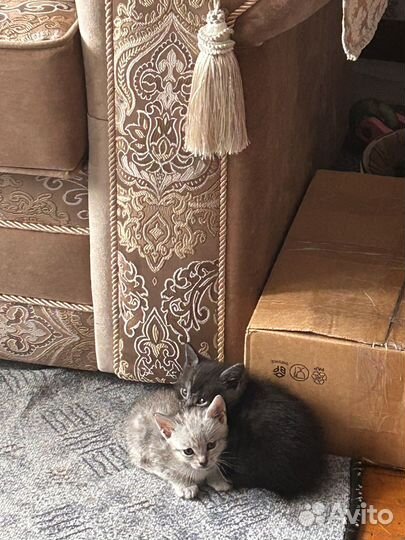 Британские котята