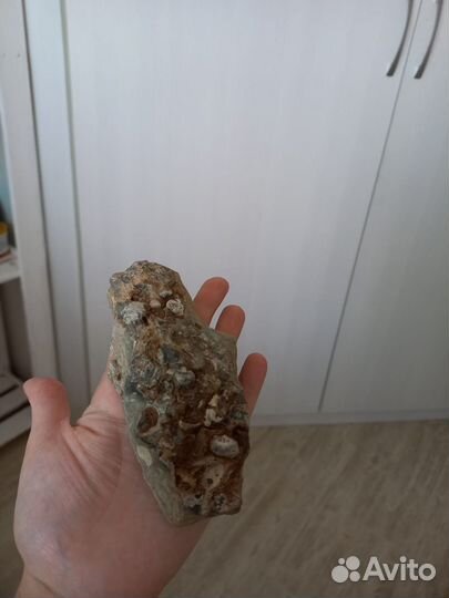 Окаменелости