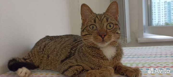 Котик Карасик ищет дом