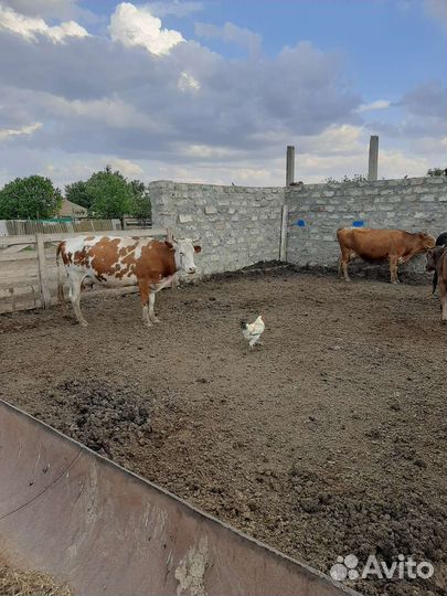 Коровы молочные