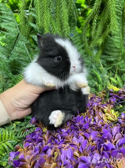 Кролик ищет маму заботливую