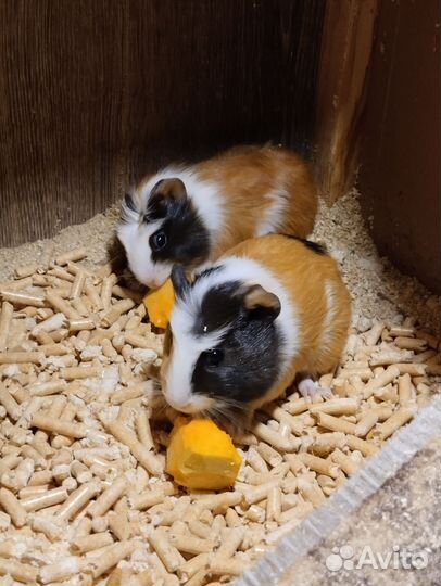 Морская свинка