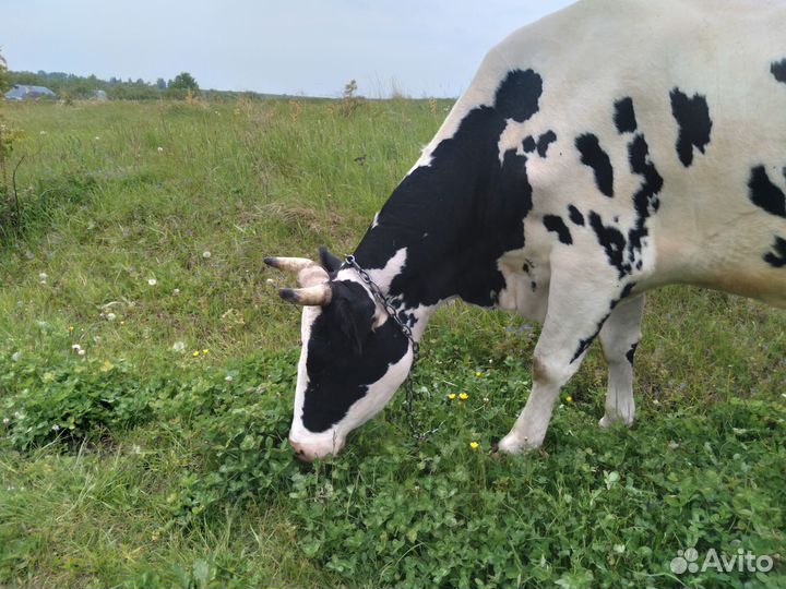 Корова стельная дойная, тёлка, бычок